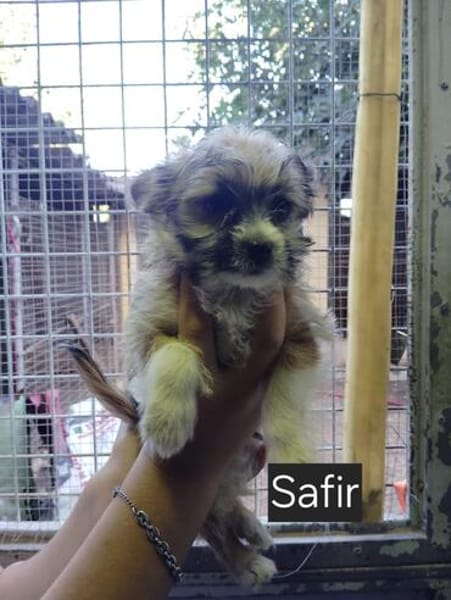 Safir sucht verantwortungsvolles Zuhause