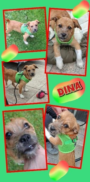 junge kleine liebe Dina auf PS in 91286
