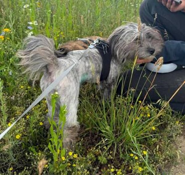 Pixie sucht ein schönes Zuhause