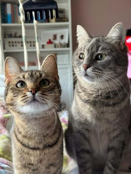 Chesire & Alice suchen gemeinsam Glück