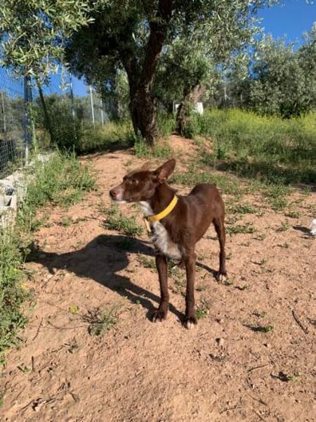 Chocapic1 sucht  ein Zuhause