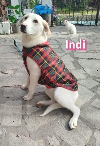 Indi - verschmust und lernwillig