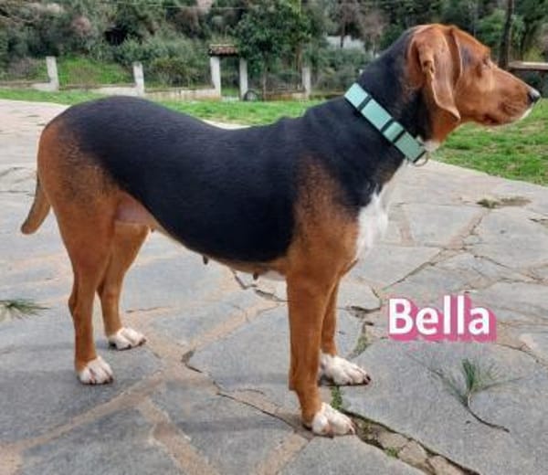 Bella - freundlich und sozial