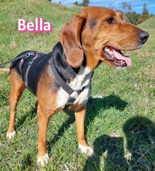 Bella - freundlich und sozial
