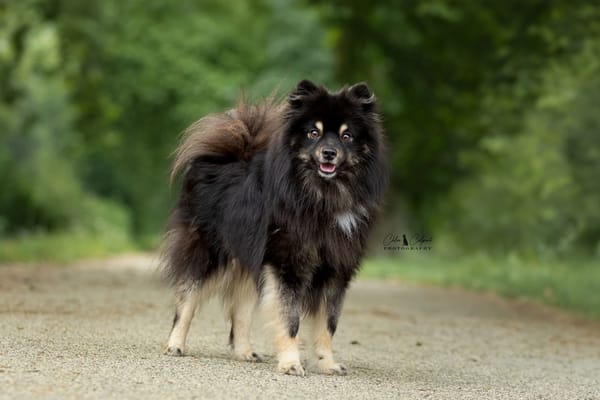 Ares