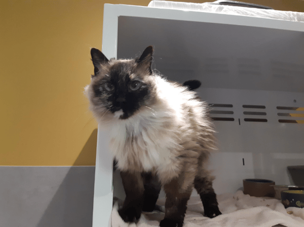 MINETTE