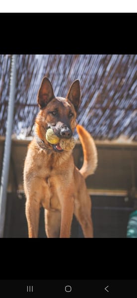 LOKI (Los Reyes)