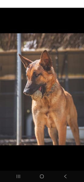 LOKI (Los Reyes)