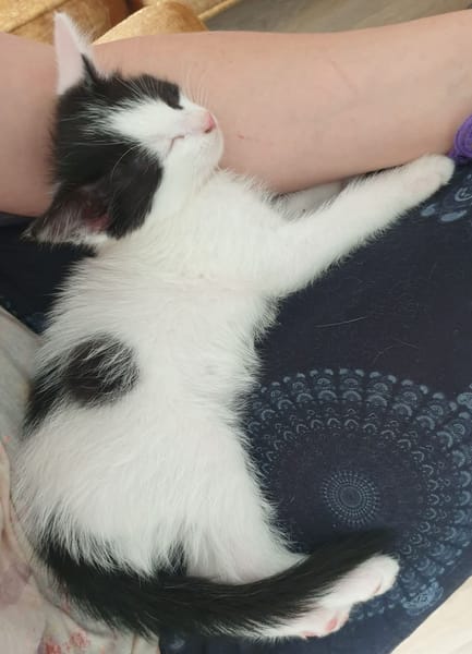 MAYWE À ADOPTER AVEC UN CHAT DÉJÀ PRÉSENT CHEZ VOUS
