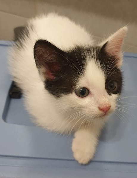 MAYWE À ADOPTER AVEC UN CHAT DÉJÀ PRÉSENT CHEZ VOUS