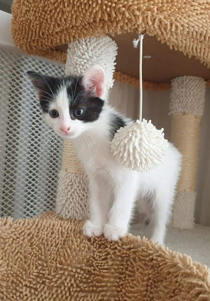 MAYWE À ADOPTER AVEC UN CHAT DÉJÀ PRÉSENT CHEZ VOUS