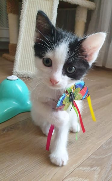 MAYWE À ADOPTER AVEC UN CHAT DÉJÀ PRÉSENT CHEZ VOUS