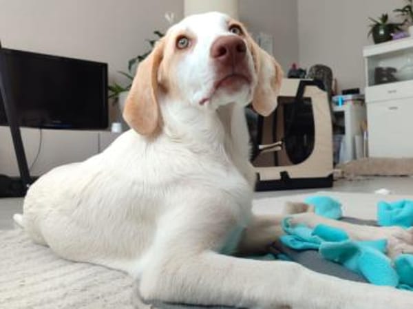 Neues Zuhause für Fumè gesucht