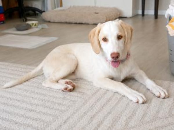 Neues Zuhause für Fumè gesucht