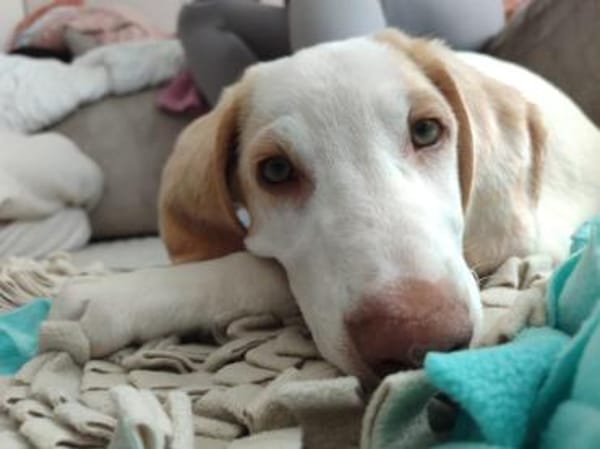 Neues Zuhause für Fumè gesucht