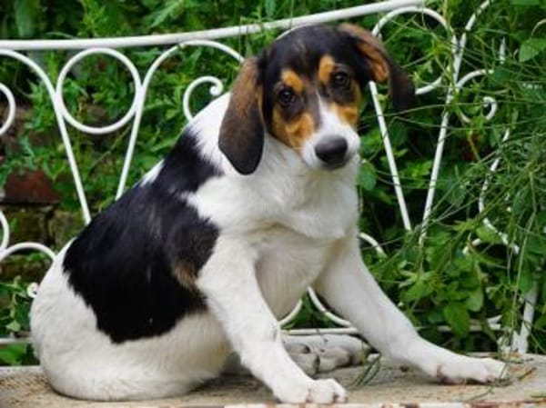 Fede möchte adoptiert werden