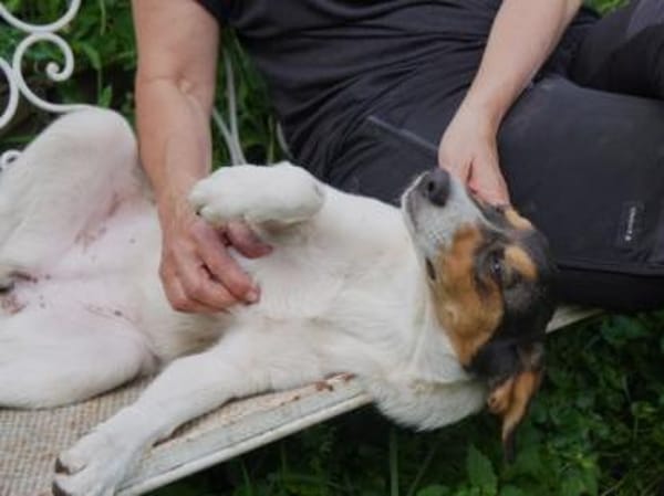 Fede möchte adoptiert werden