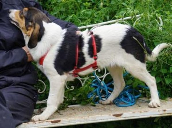 Fede möchte adoptiert werden