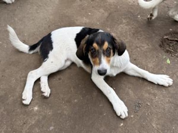 Fede möchte adoptiert werden