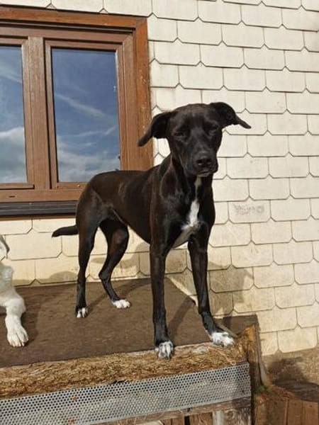 JUNA (Weibchen, 01.03.2020, Italien)