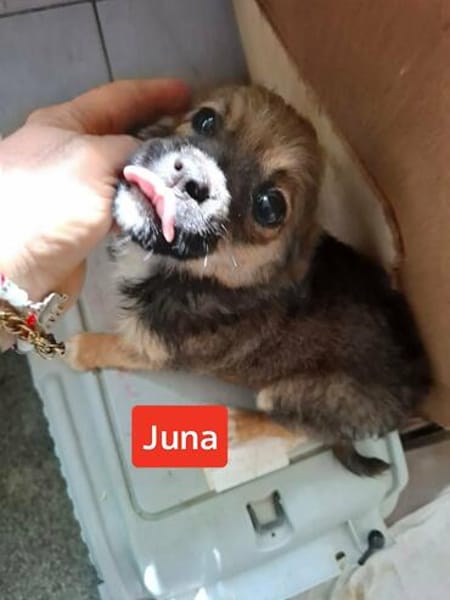 Zuckerschnuten Juna und Kaja