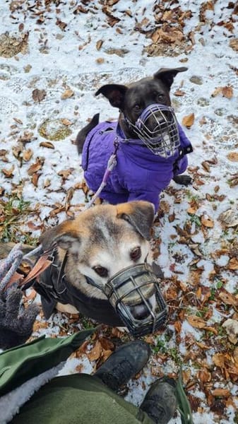 Rudi sucht Partner fürs Leben!