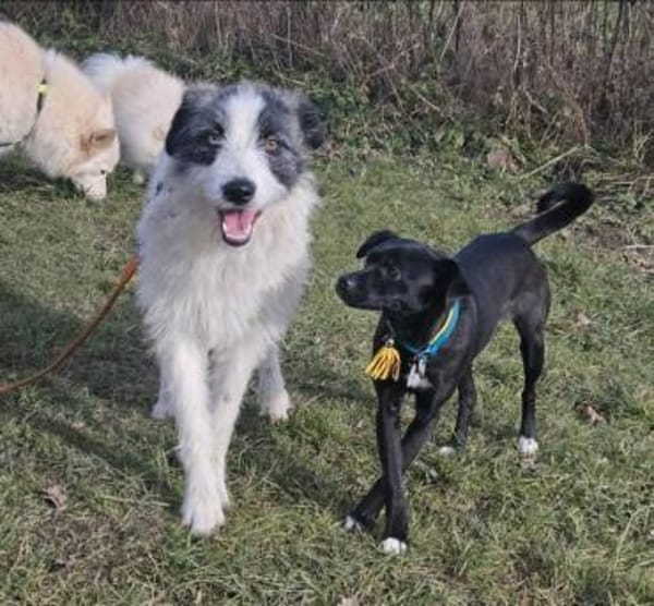 Sanfte Snickers sucht ruhiges Heim