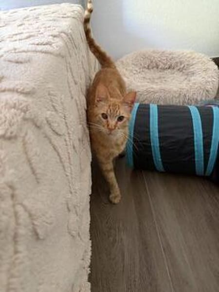 Jamie sucht ein Zuhause
