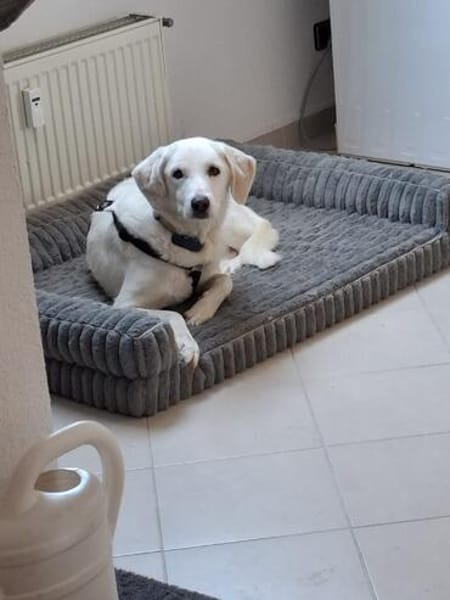 GRETA (Weibchen, 10.04.2021, Italien)