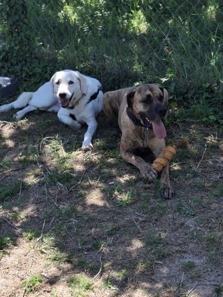 GRETA (Weibchen, 10.04.2021, Italien)