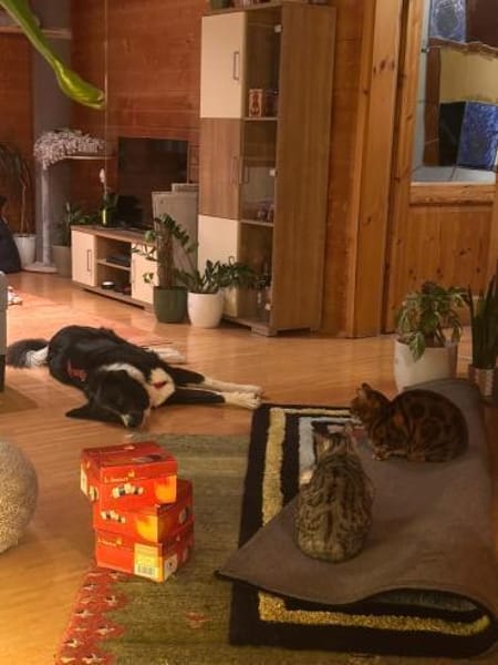 Fröhliche Zara wartet auf ihr Home