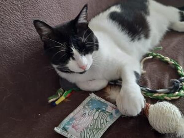 Tusa  liebevolle Katze sucht Zuhause