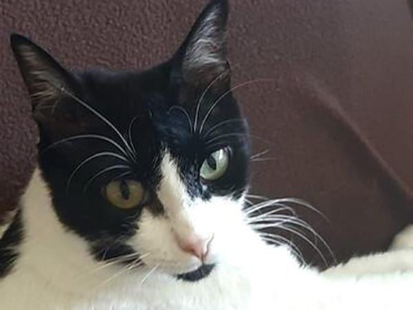 Tusa  liebevolle Katze sucht Zuhause