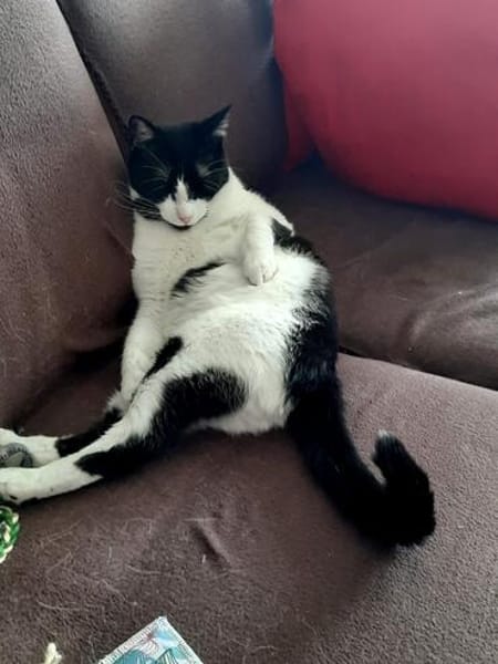 Tusa  liebevolle Katze sucht Zuhause