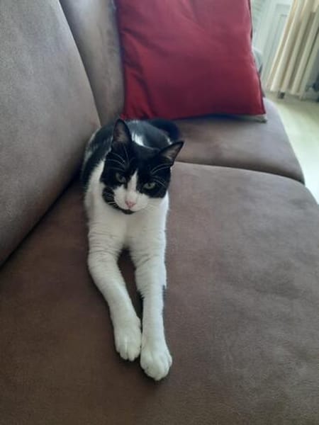 Tusa  liebevolle Katze sucht Zuhause