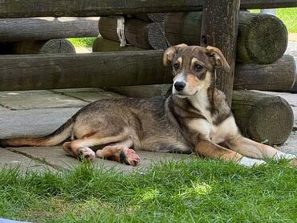 HAZEL-wunderschöne,verspielte W.-Hündin