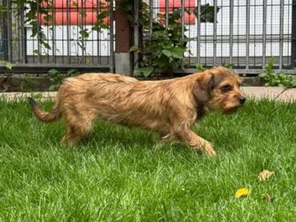 ANTONELLA-zuckersüße Jung-Hündin