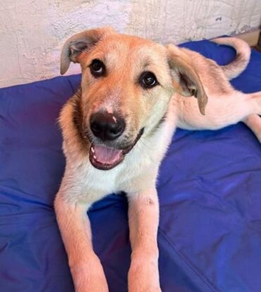 Elara traumhafte Hündin