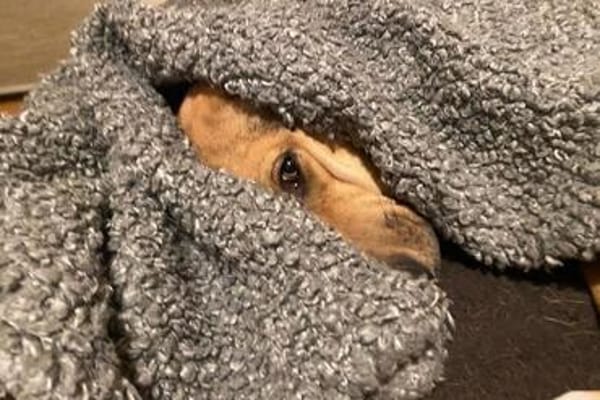 Freddi  ein richtig toller Hundekumpel