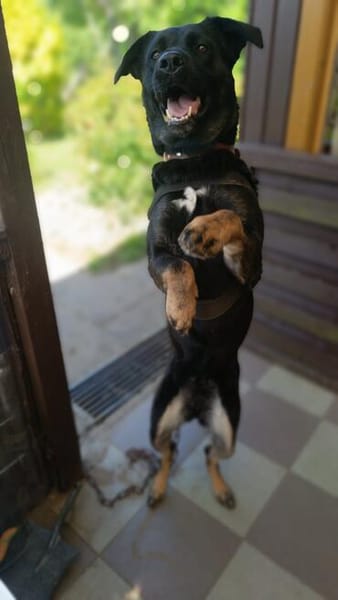 Cora sucht Lebensaufgabe auf einem Hof