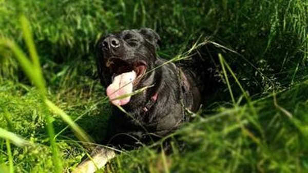 Cora sucht Lebensaufgabe auf einem Hof