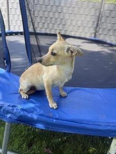 Chihuahua Pinscher Mix Abby