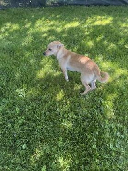 Chihuahua Pinscher Mix Abby