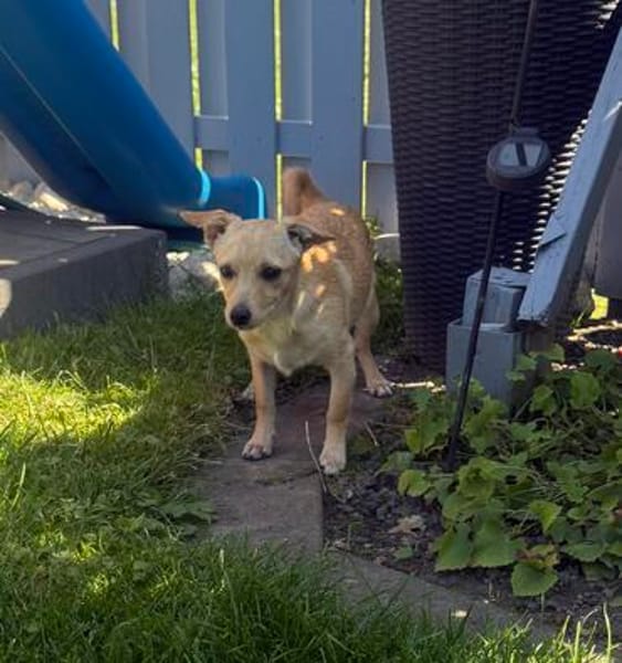 Chihuahua Pinscher Mix Abby