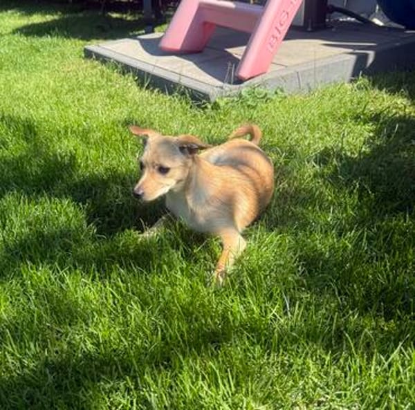Chihuahua Pinscher Mix Abby