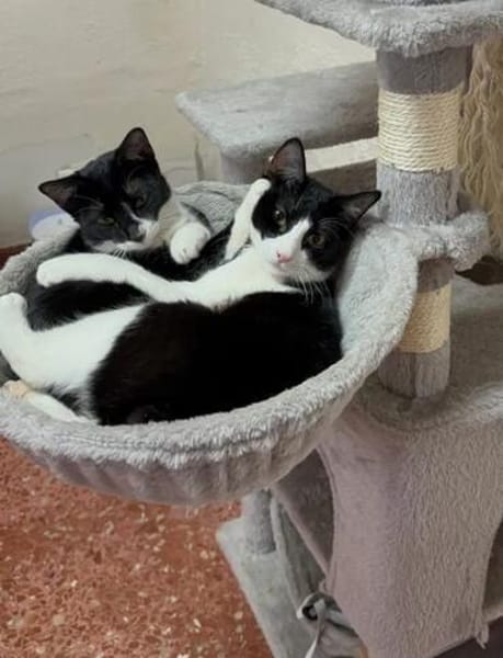 Orion & Luna Dreamteam sucht  Zuhause