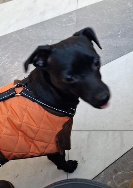 Tommy, Neuanfang gesucht