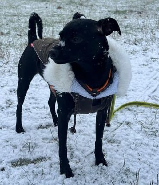 Tommy, Neuanfang gesucht