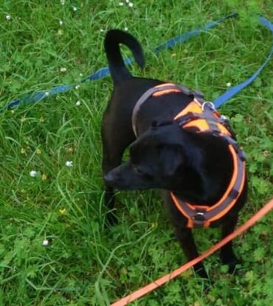 Tommy, Neuanfang gesucht