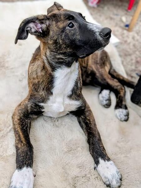 DAFNE 💚💚💚sucht Für-immer-Zuhause